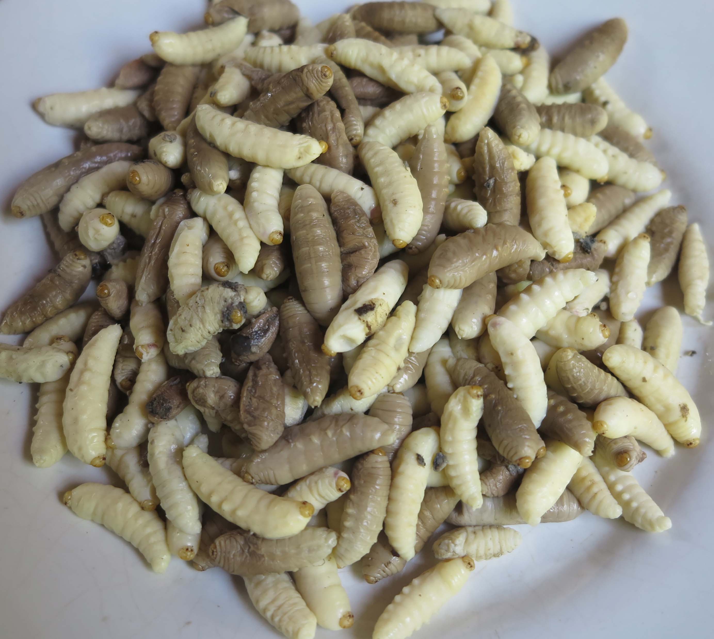 រូបលេខ២