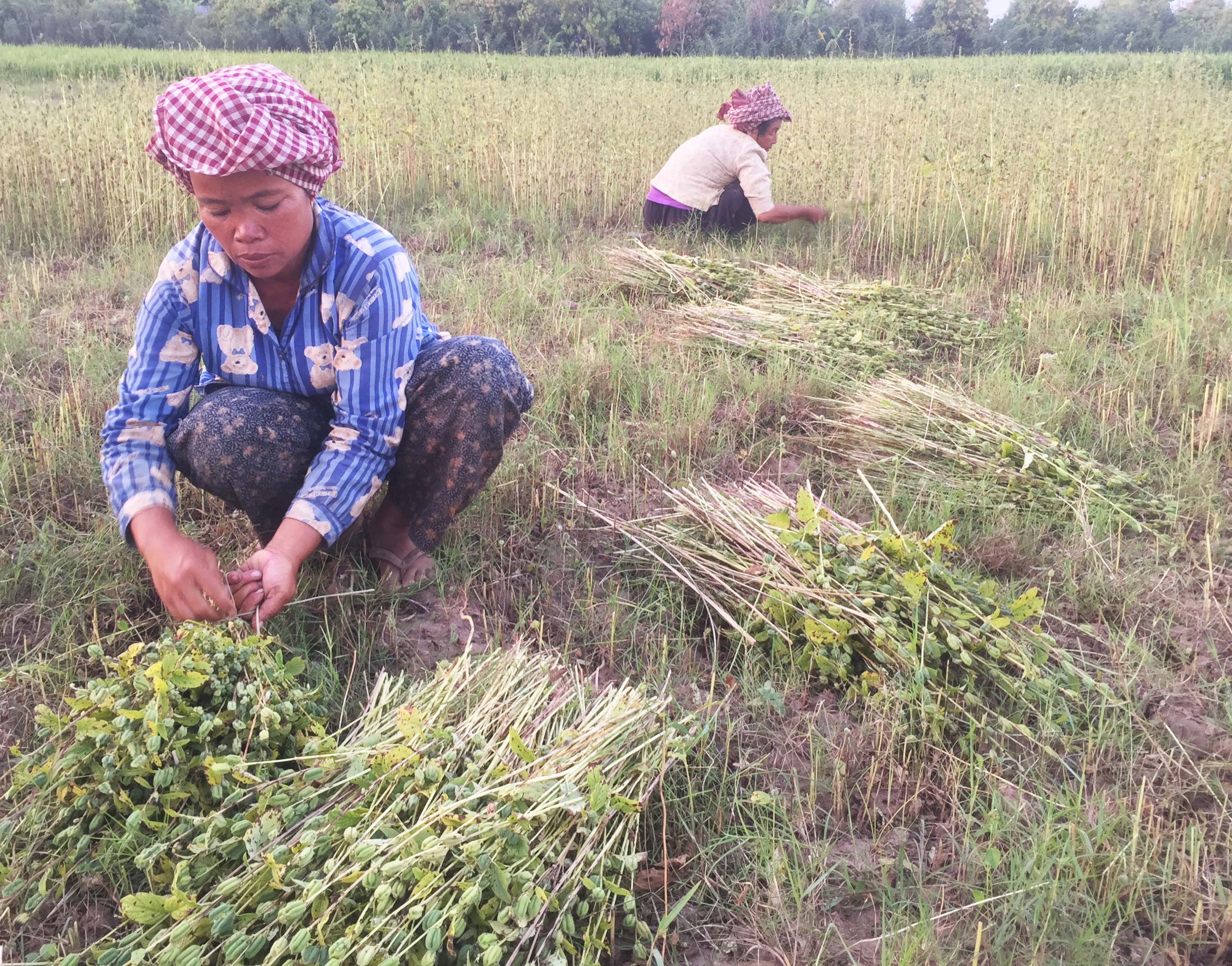 រូបលេខ៦