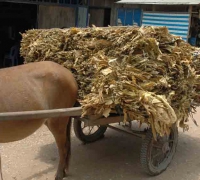 រូបលេខ ១