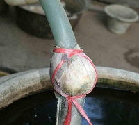 រូបលេខ១៤