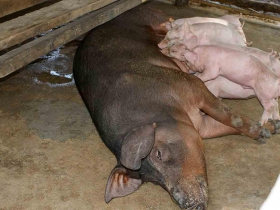រូបលេខទី២១