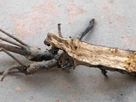 រូបលេខទី២៧