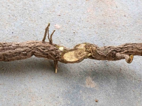 រូបលេខទី២៩