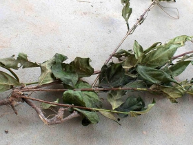 រូបលេខទី៣២