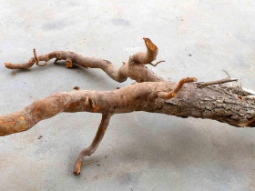 រូបលេខទី៣៣