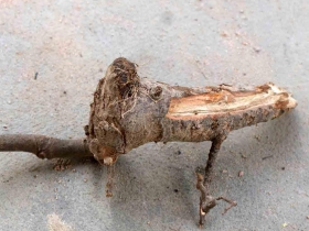 រូបលេខទី៣៤