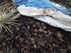  រូបលេខ៣