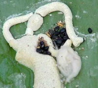  រូបលេខ១២