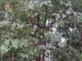 រូបលេខ១