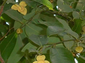 រូបលេខ២