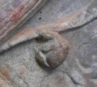 រូបលេខ៧