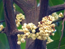 រូបលេខ២