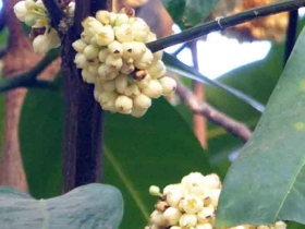រូបលេខ៣