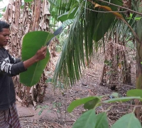 រូបលេខ១១