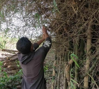 រូបលេខ១៣