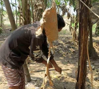 រូបលេខ១៥