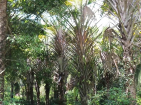 រូបលេខ២