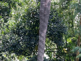 រូបលេខ៤