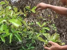 រូបលេខ១៨