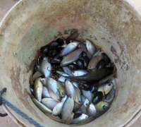 រូបលេខ១៩