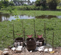 រូបលេខ១៥