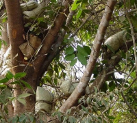  រូបលេខ១