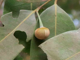 រូបលេខ១២