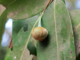 រូបលេខ១៣