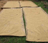 រូបលេខ១