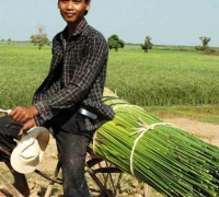 រូបលេខ១០