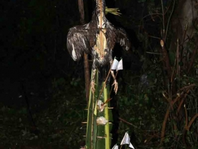 រូបលេខ១០