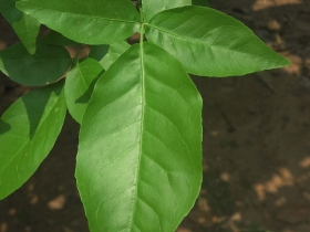 រូបលេខ២