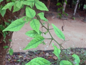 រូបលេខ៤