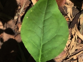 រូបលេខ៣