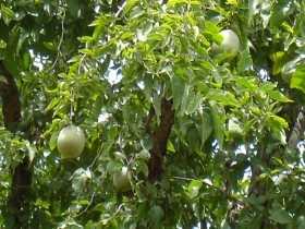 រូបលេខ៨