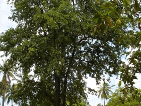 រូបលេខ៧