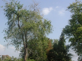 រូបលេខ១១