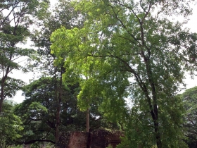 រូបលេខ១៣