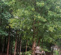 រូបលេខ១៧