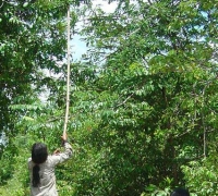 រូបលេខ២