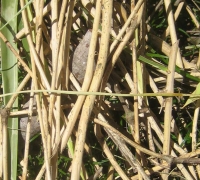 រូបលេខ២