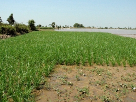 រូបលេខ២