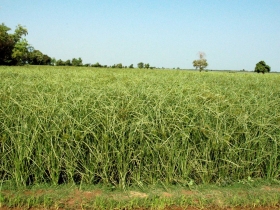 រូបលេខ៣