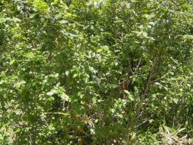 រូបលេខ១
