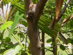 រូបលេខ២