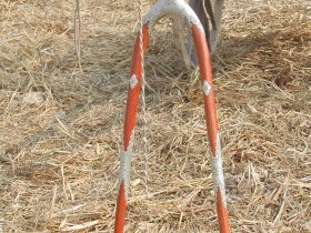 រូបលេខ១២