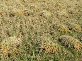 រូបលេខ១