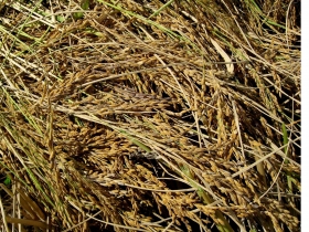 រូបលេខ២