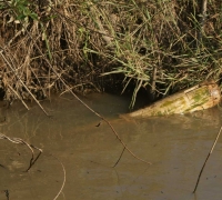 រូបលេខ៧