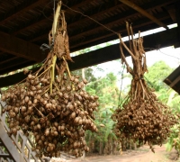 រូបលេខ១